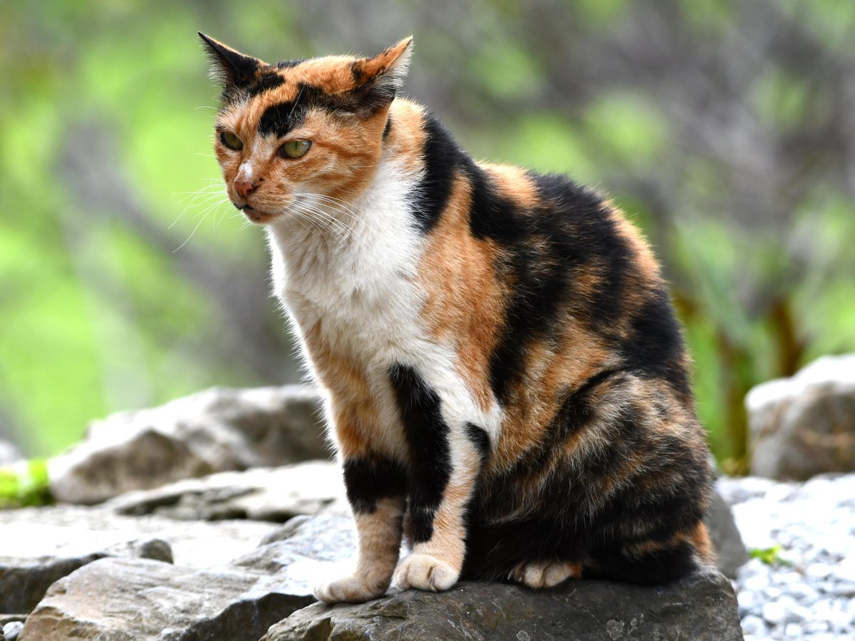 #68:
          Feral Calico Cat, Okinawa.
          f/ at mm - Shutter Speed: - ISO: